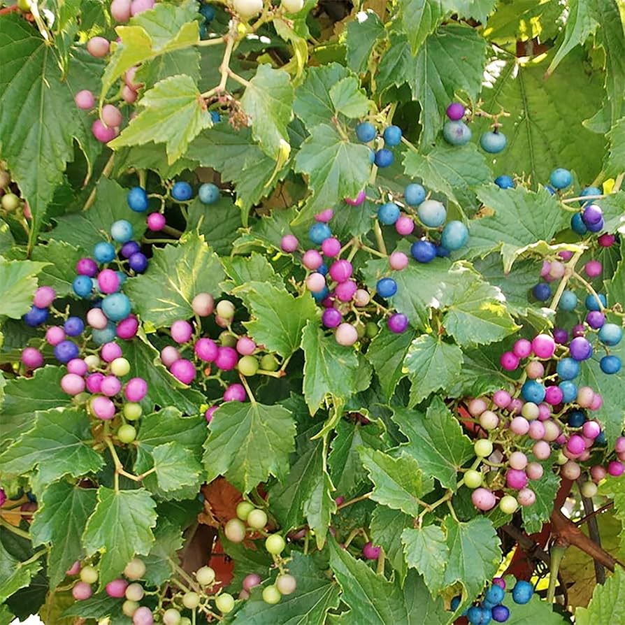 Multicolored Porcelain Berries on Mature Vine