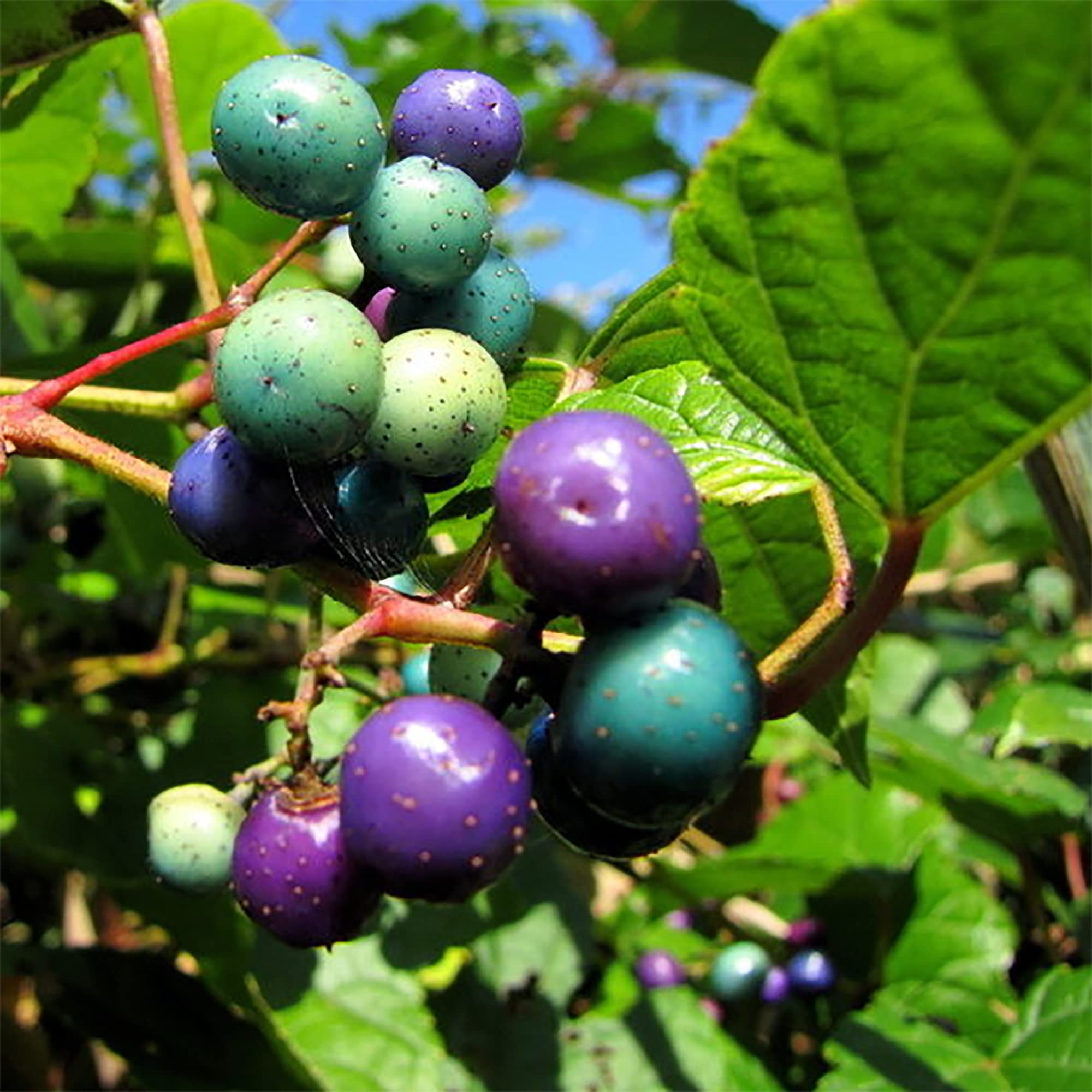 Variegated Porcelain Berry Vine Seeds (Ampelopsis brevipedunculata) for Planting
