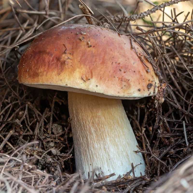Close-Up of Porcini Mushroom Cap from Seeds, Boletus edulis Gourmet Type