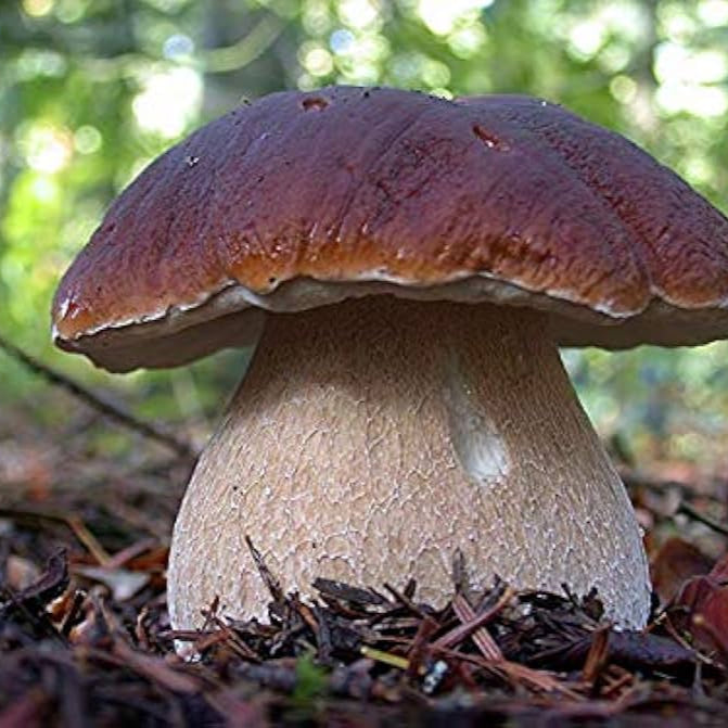 Fresh Porcini Mushrooms Harvested from Seeds, Edible Gourmet Variety