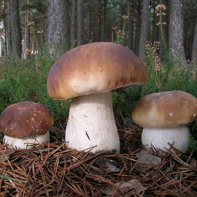 Porcini Mushroom Home Growing Kit Seeds, Indoor Mushroom Gardening