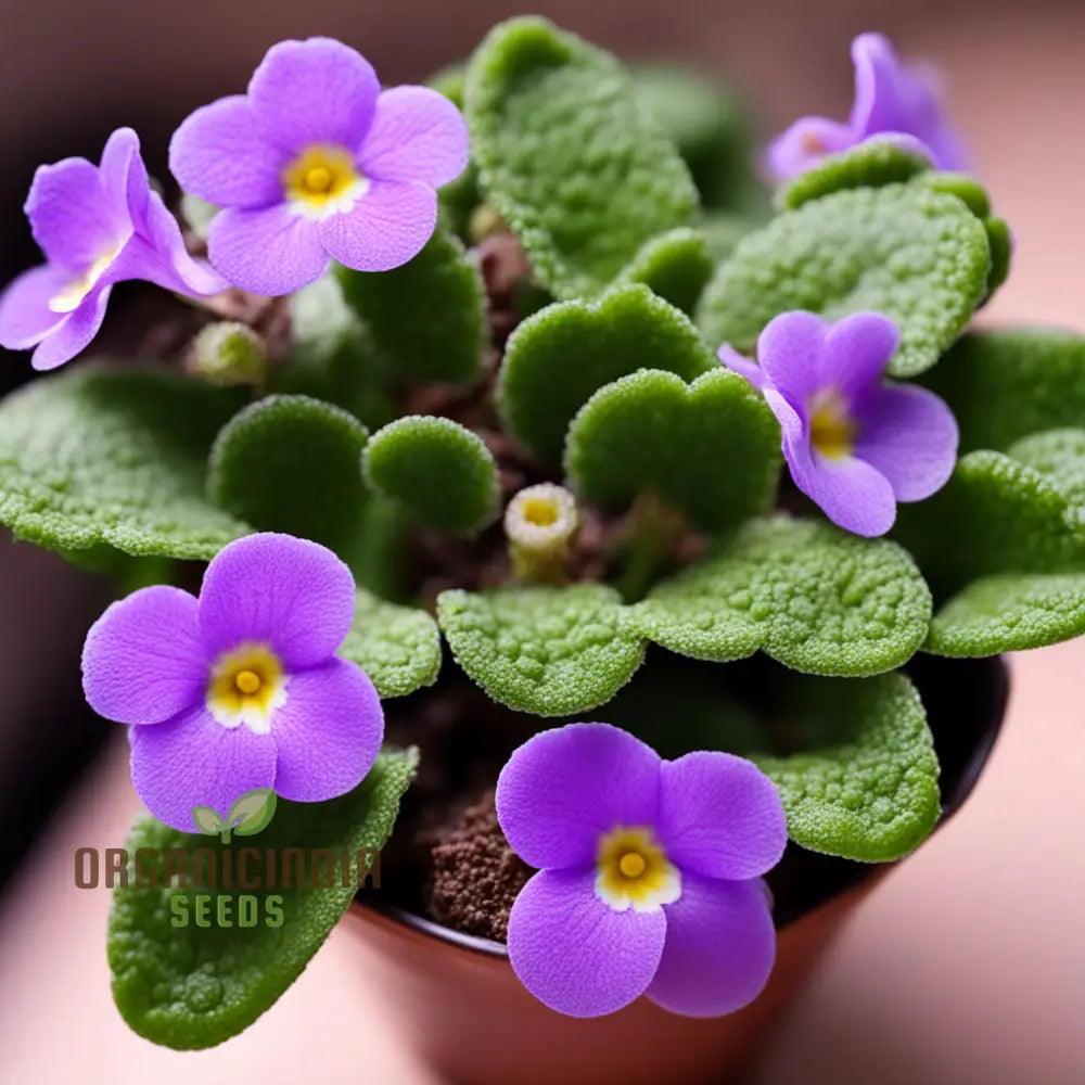 ポータルクール ミックスカラー ミニバイオレットの種子