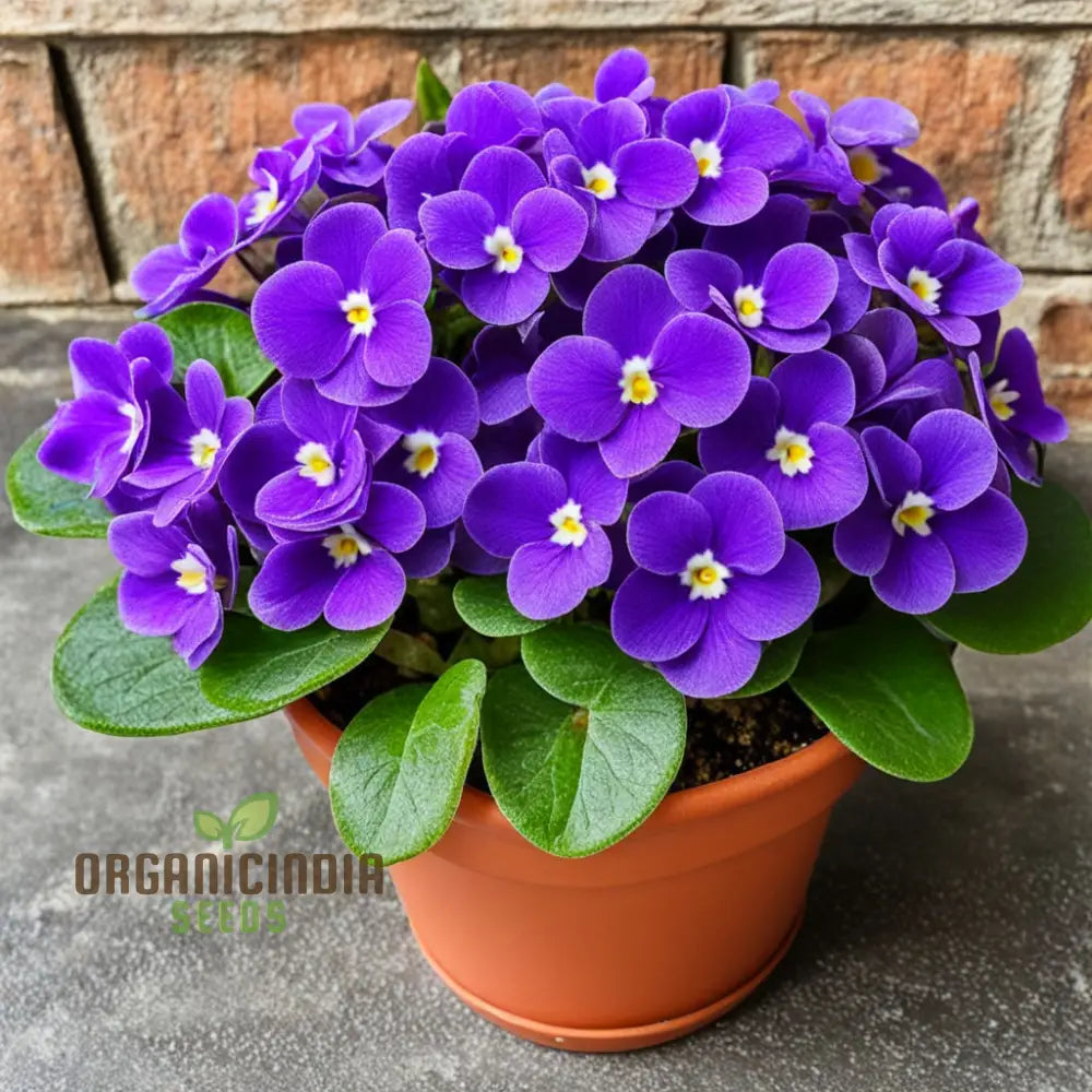 Portal Cool Mixed Color Mini Violet Seeds 1000 Pcs Annuals