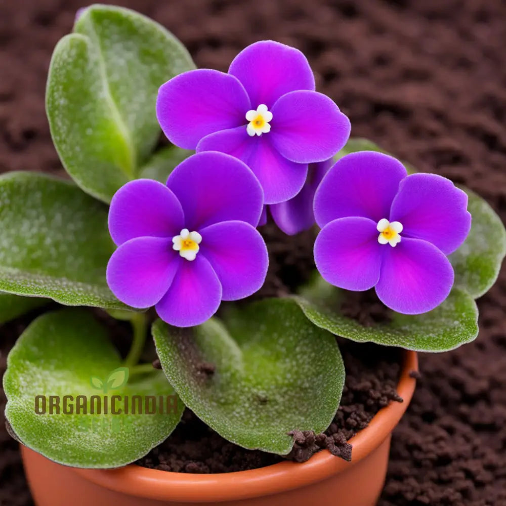Portal Cool Mixed Color Mini Violet Seeds 500 Pcs Annuals