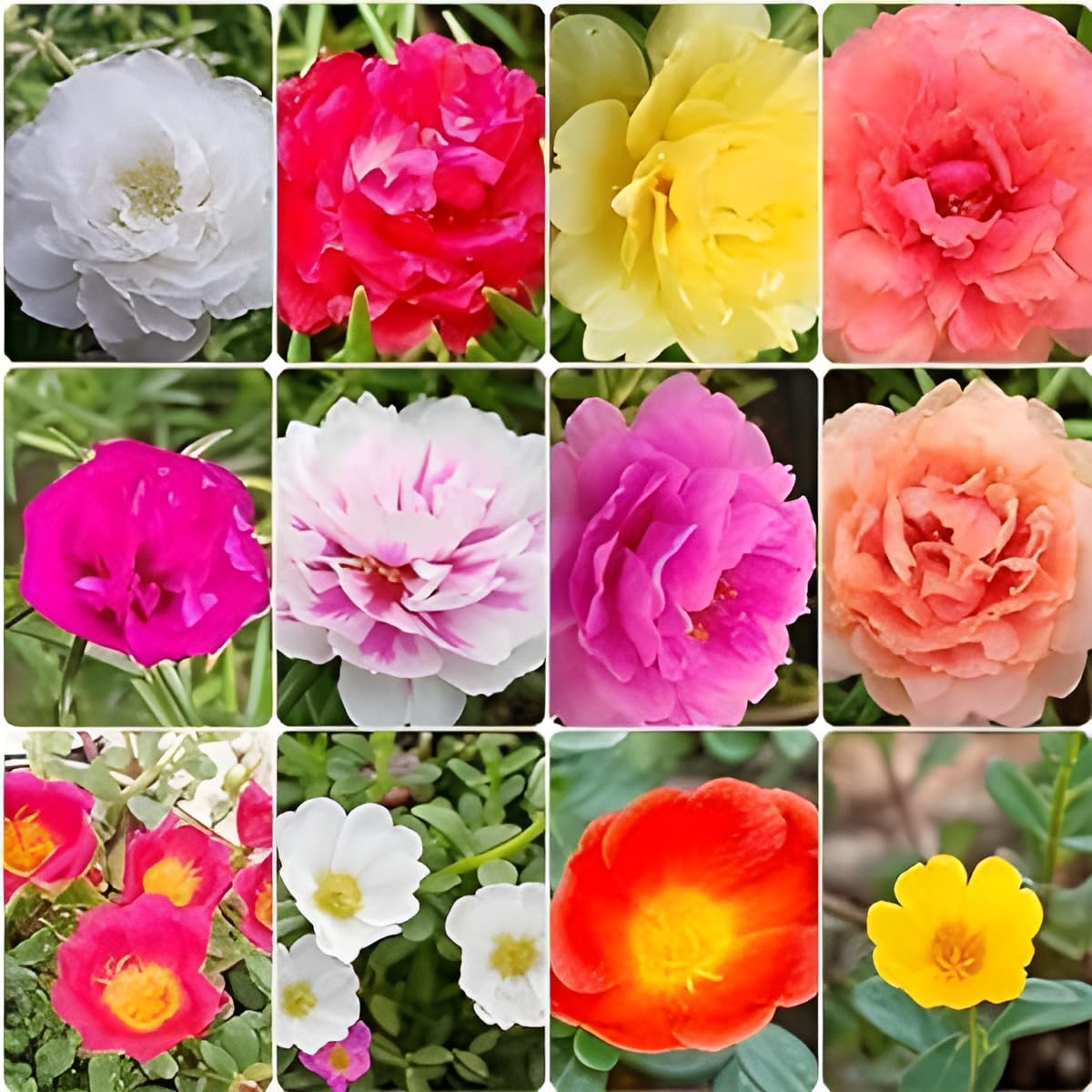 Portulaca Moss Rose Flower Seeds for Colorful Summer Blooms