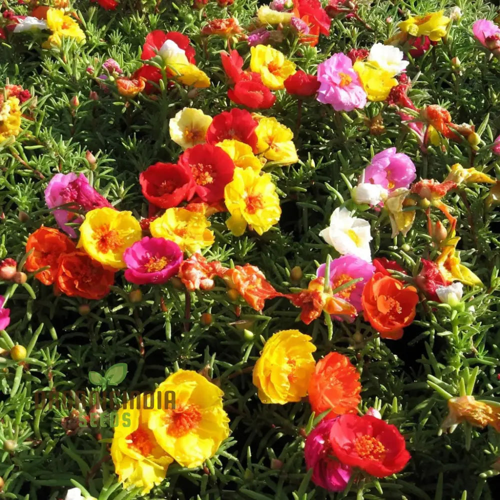 Portulaca oleracea seeds for planting