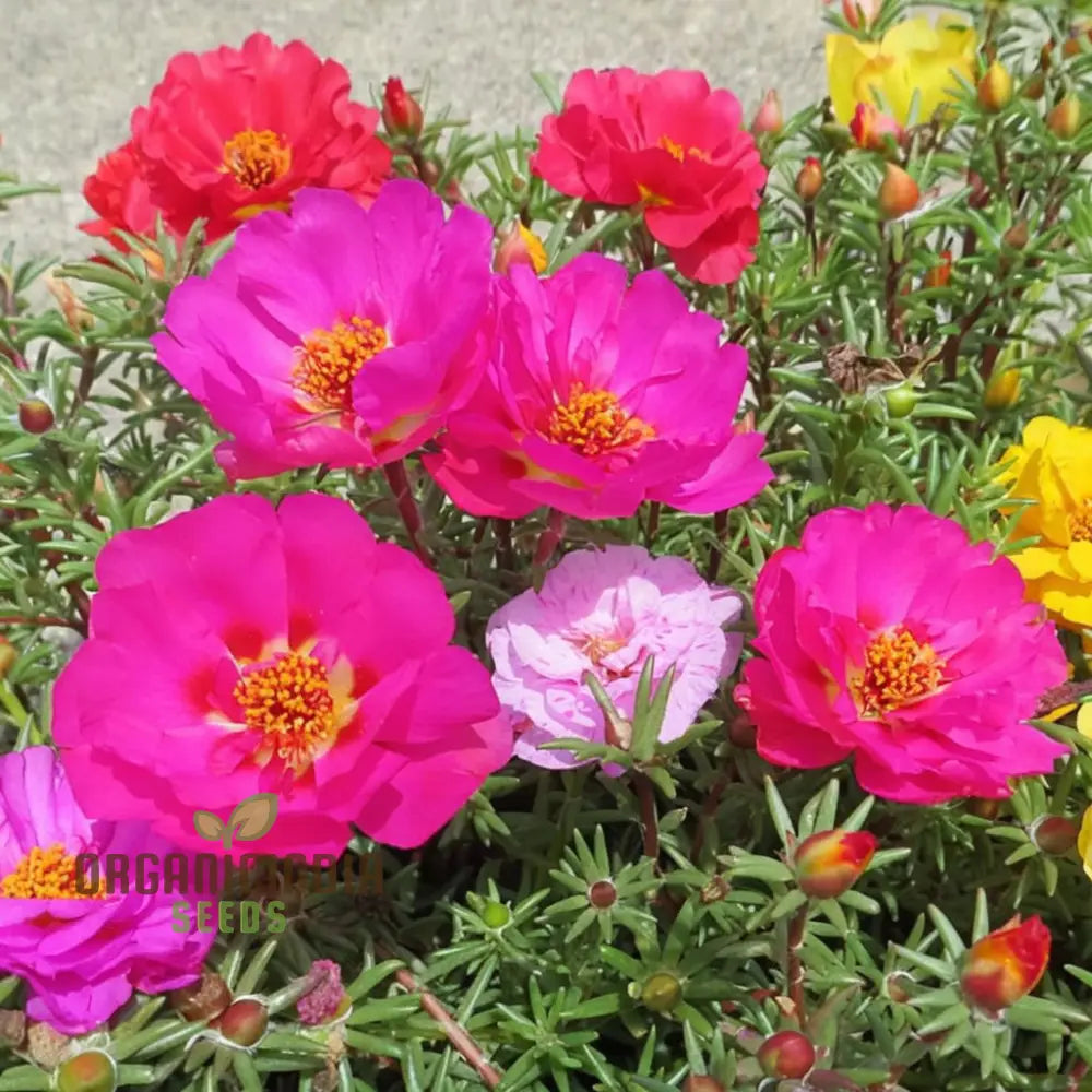 Portulaca succulent ground cover plants