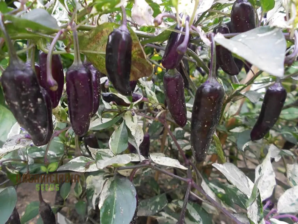 Close-Up of Pot Black Hot Peppers, Glossy Black to Red Fruits