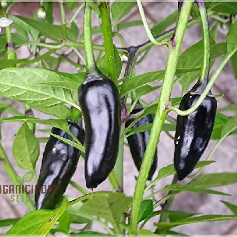 Mature Pot Black Hot Pepper Plant from Seeds, High-Yield Compact Variety