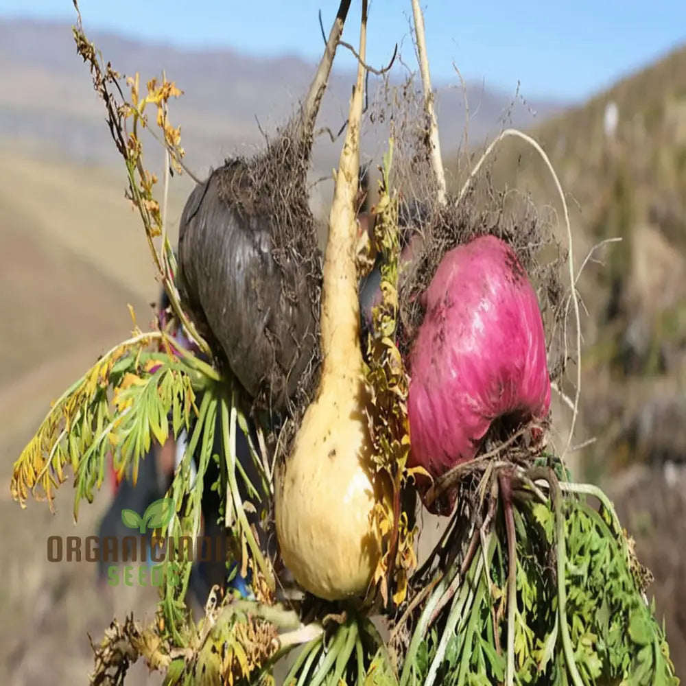 Potent Peruvian Ginseng Cultivate Vitality With Black Maca Herb Seeds For Planting