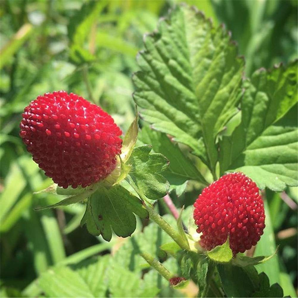 Potentilla Indica Used as Garden Ground Cover