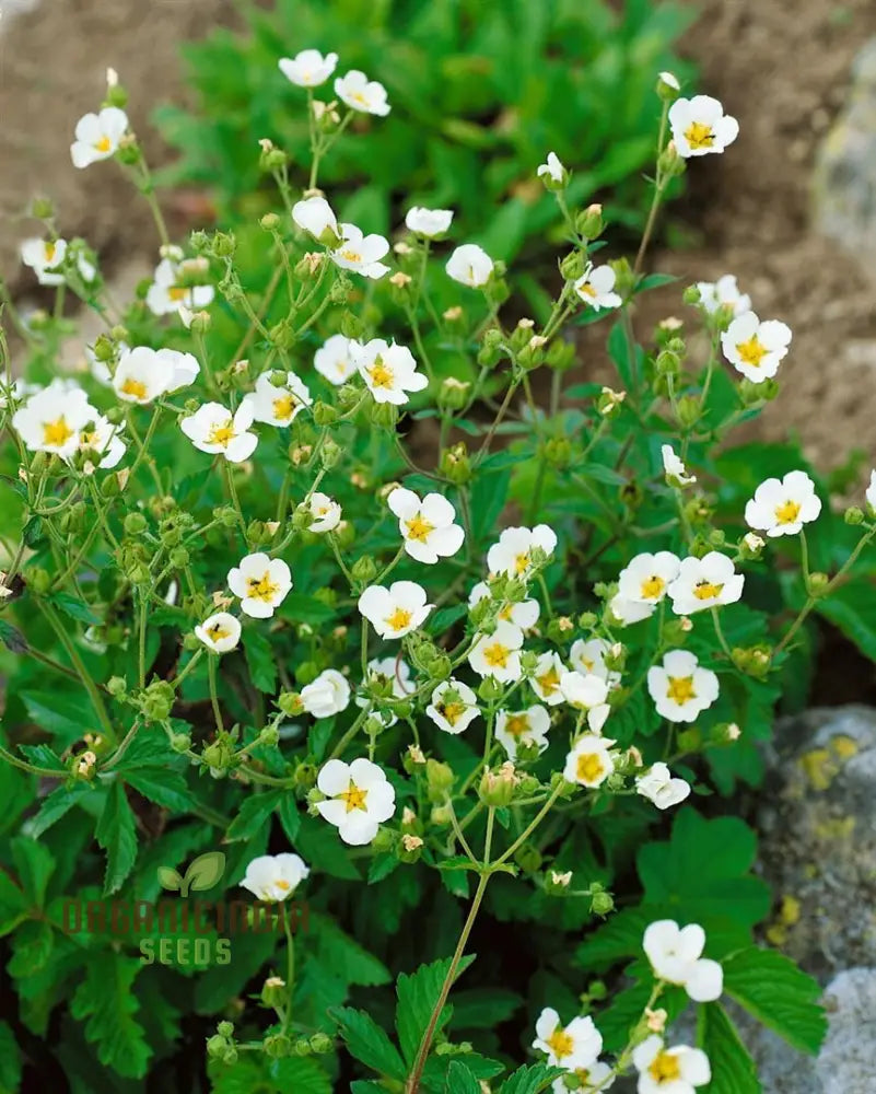 Potentilla Rupestris Flower Seeds For Planting Rock Garden Charm For Your Landscape