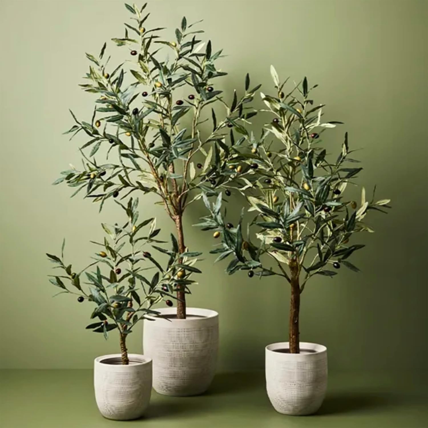 Potted Olive Tree from High-Quality Olive Seeds