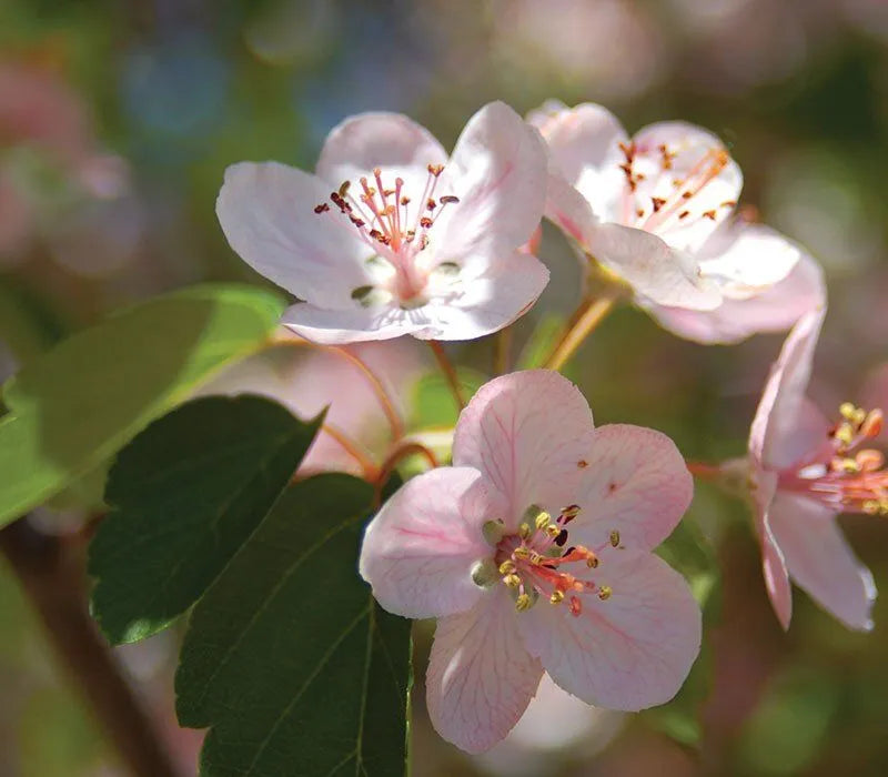 Pink crabapple flowers blooming in spring