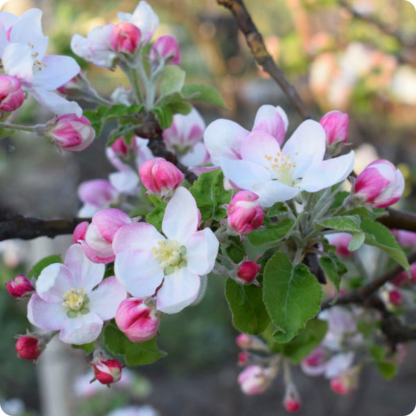 Prairie crabapple trees growing in landscape garden