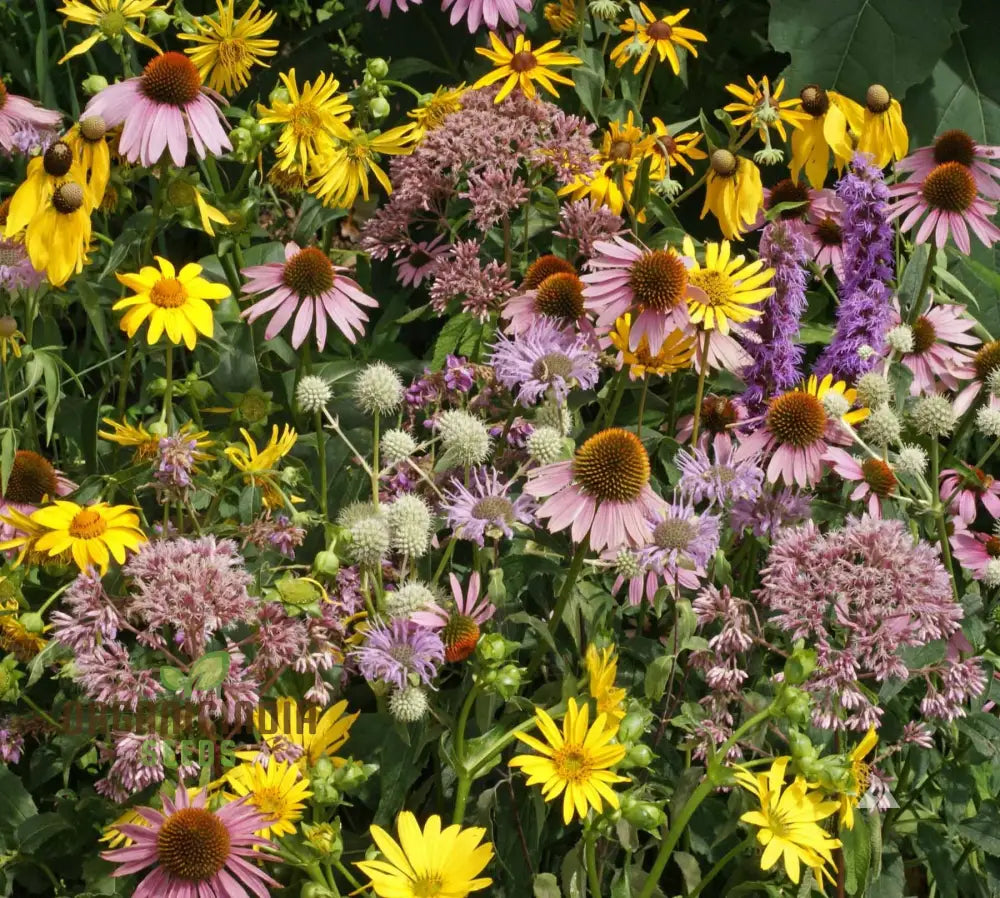 Prairie Mixed Flower Seeds For Gardening – Diverse Native Blossoms A Vibrant And Sustainable