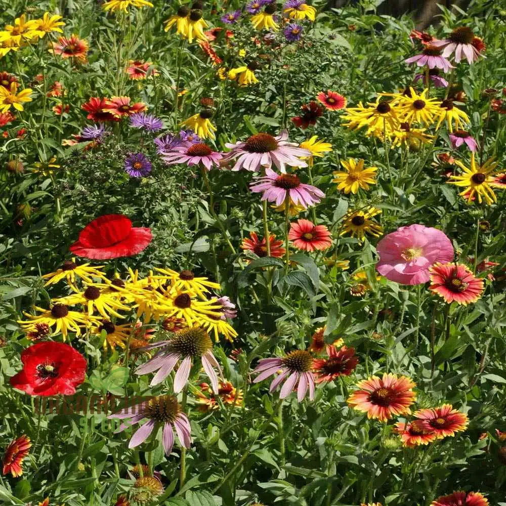 Prairie Mixed Flower Seeds For Gardening – Diverse Native Blossoms A Vibrant And Sustainable