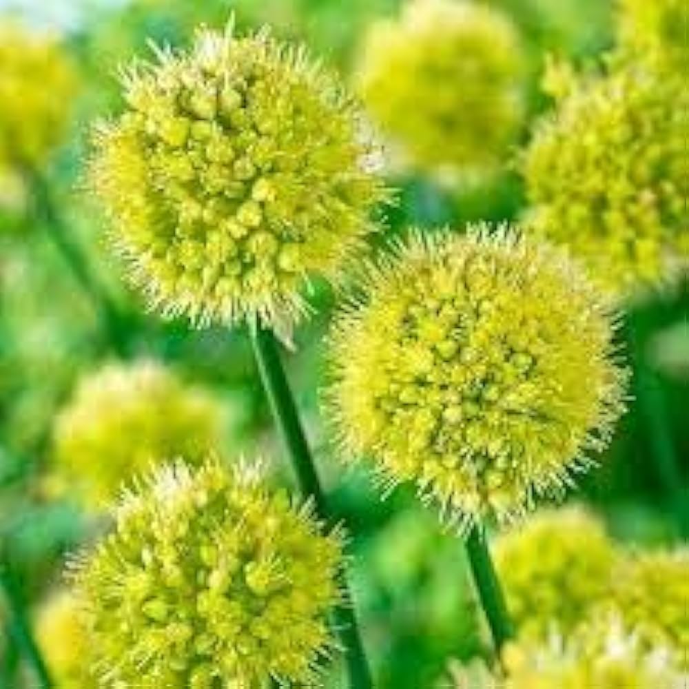 Premium Allium Obliquum Seeds for Decorative Garden Displays