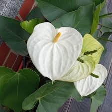 Premium Anthurium Andraeanum White Seeds for Planting