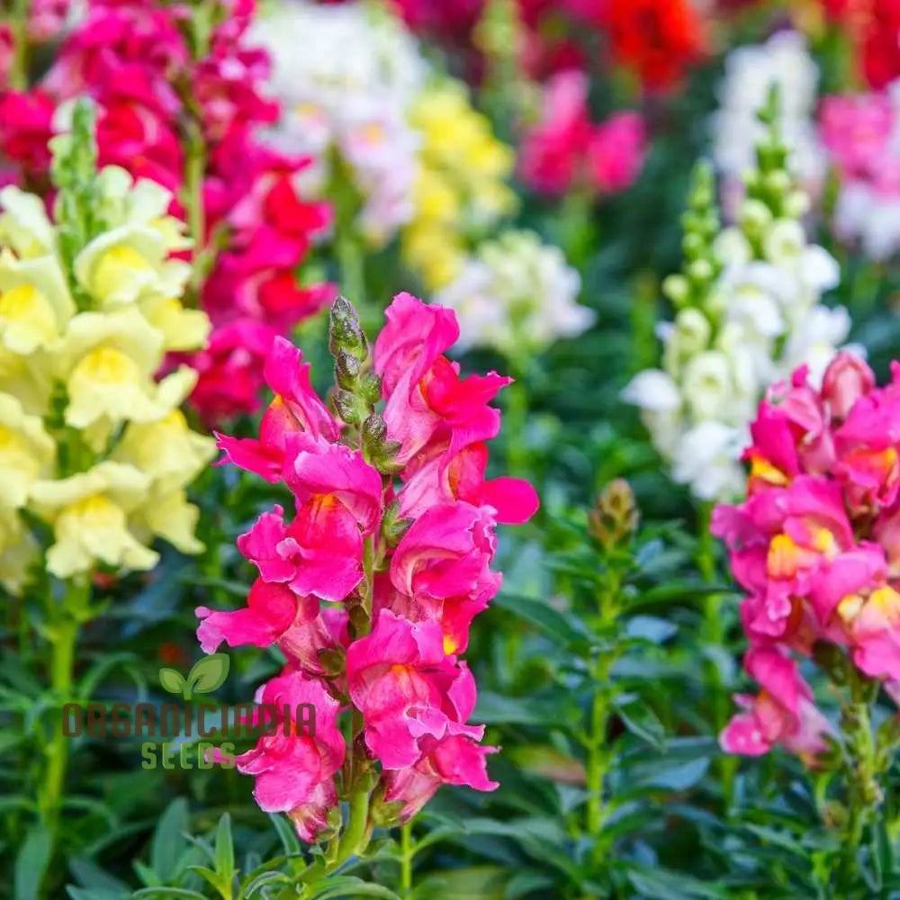 Premium Antirrhinum Majus Pumilum Dwarf Mix: Vibrant Blooms For Small Spaces - Gardening Delight!