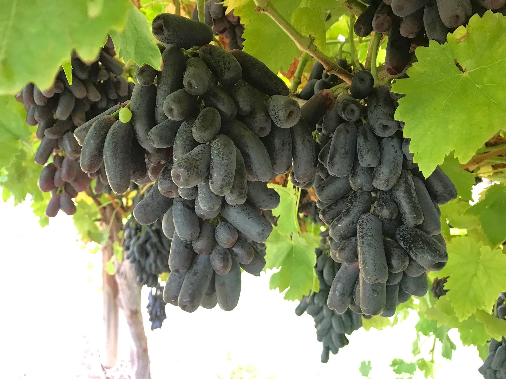 Premium Black Finger grape seeds producing sweet elongated fruits