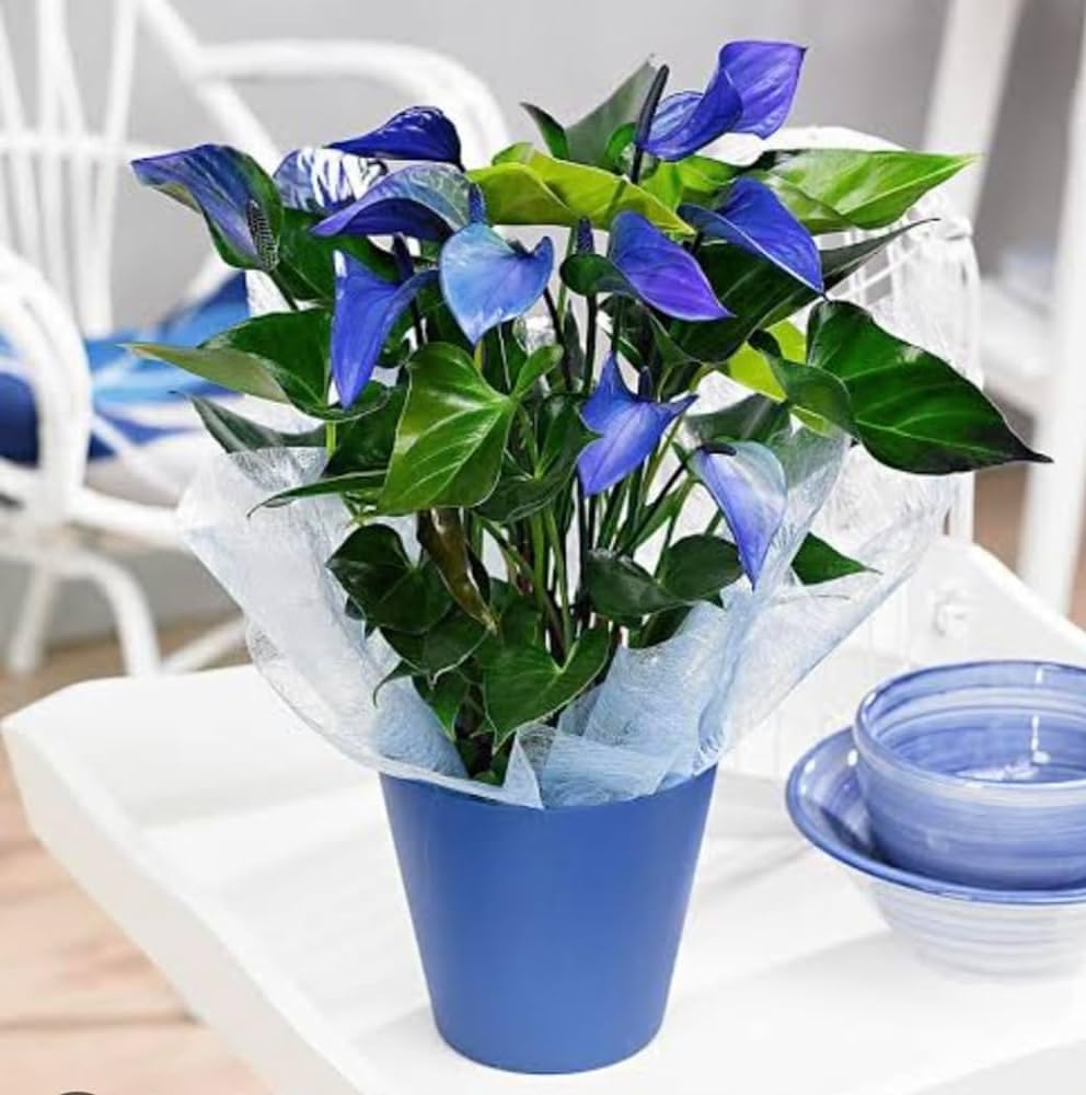 Premium pack of blue Anthurium seeds