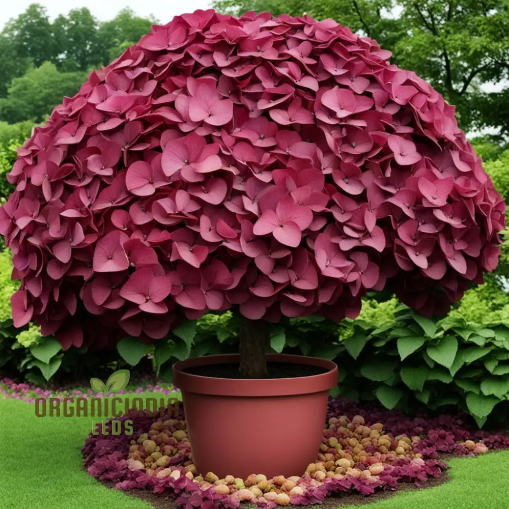 Hardy perennial Burgundy Hydrangea plant