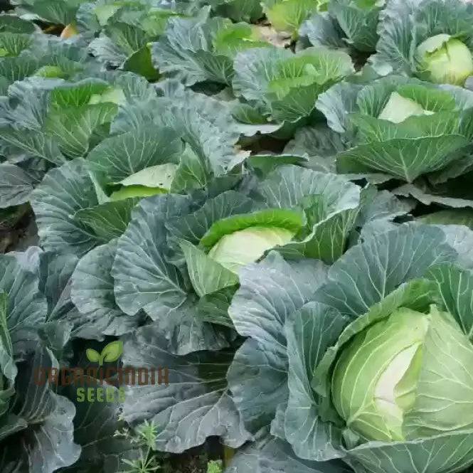 Mature Premium Cabbage Plant from Seeds, Crisp and Flavorful Leaves