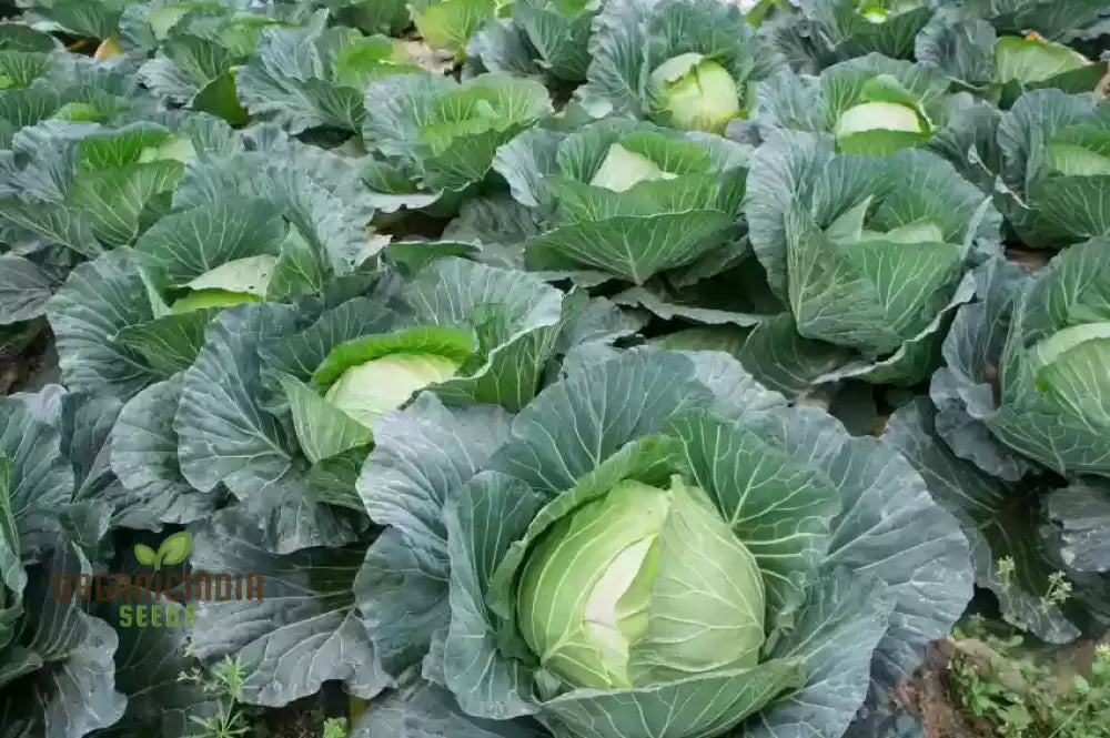 Premium Cabbage Seeds Cultivate Your Garden For Fresh Garden-To-Table Delights Leafy Greens
