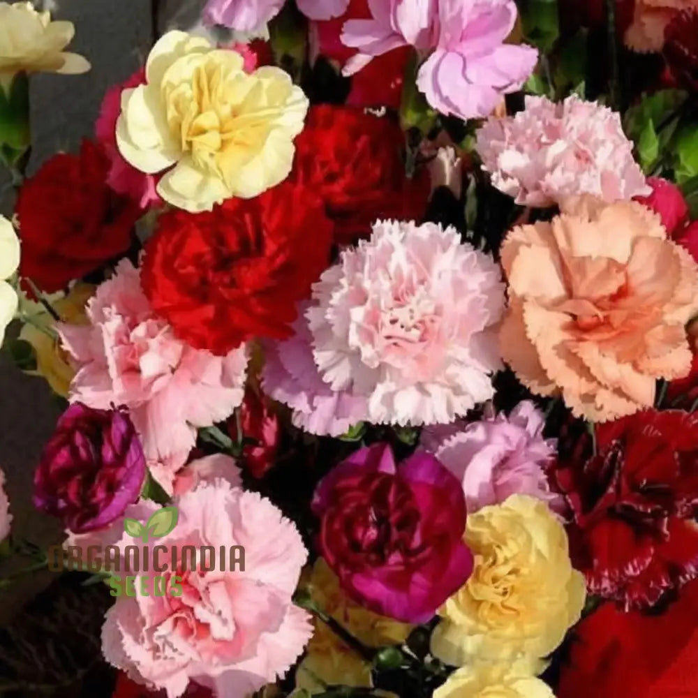 Premium Carnation Flower Seeds for Home Gardening