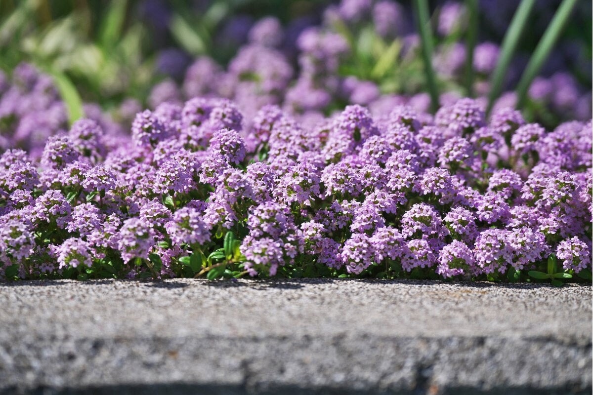 Premium creeping thyme seeds for home gardening