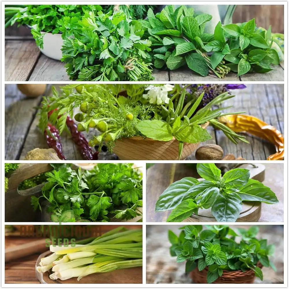 Premium Culinary Seeds for Planting in Home Garden