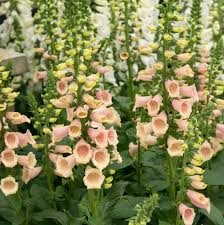 Premium Foxglove Flower Seeds for Home Gardening