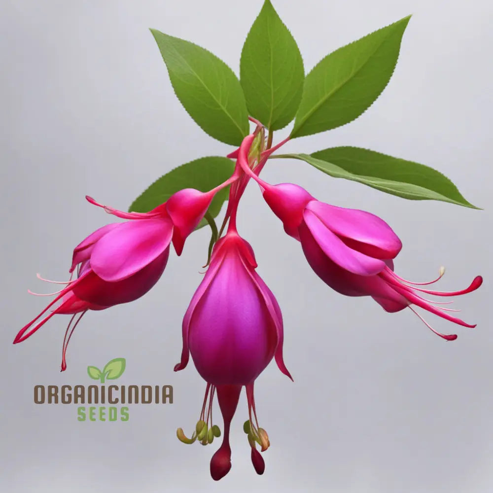 Premium Fuchsia Seeds with Two-Tone Purple and Red Blooms