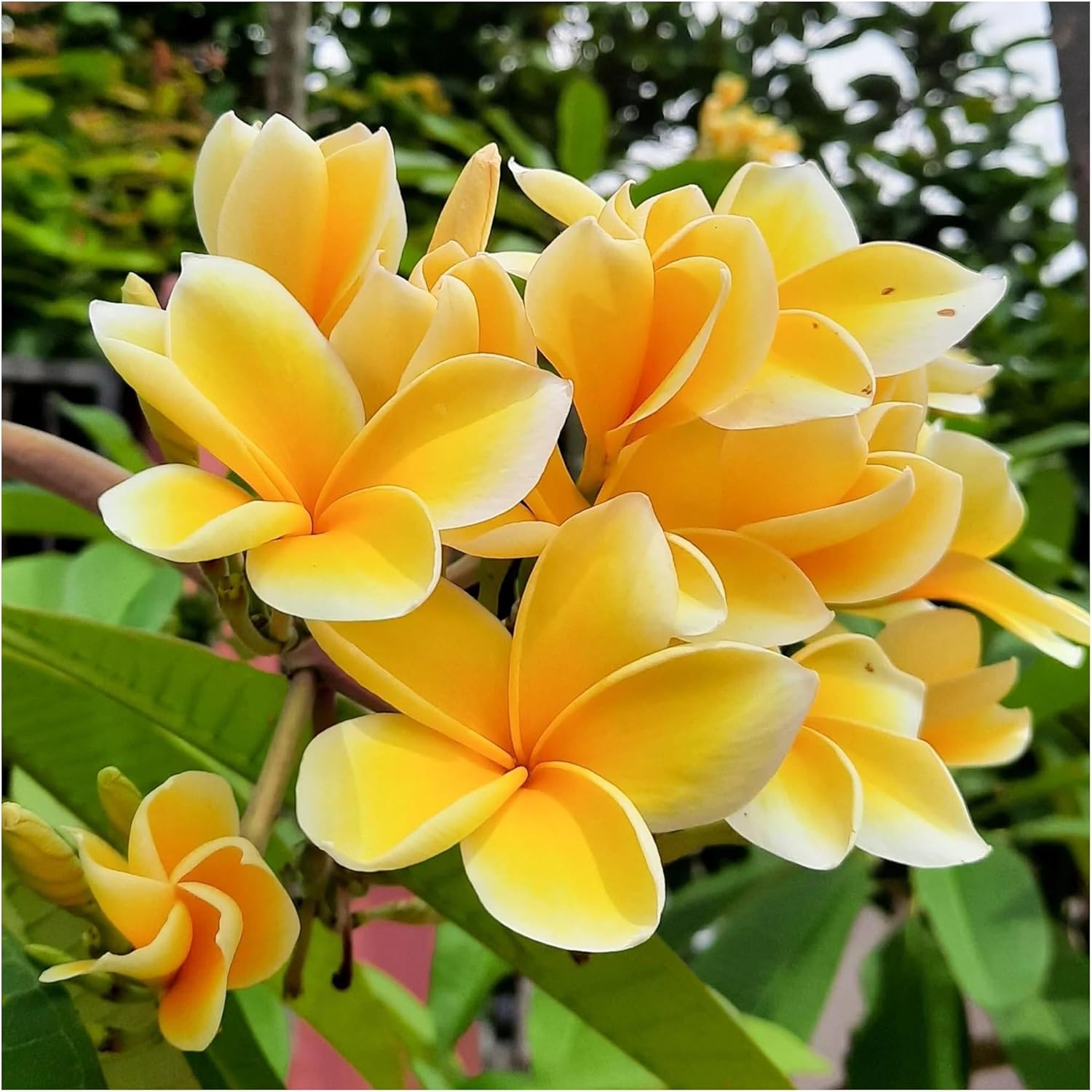 Premium Garden Plumeria Apricot Seeds for Tropical Flowers