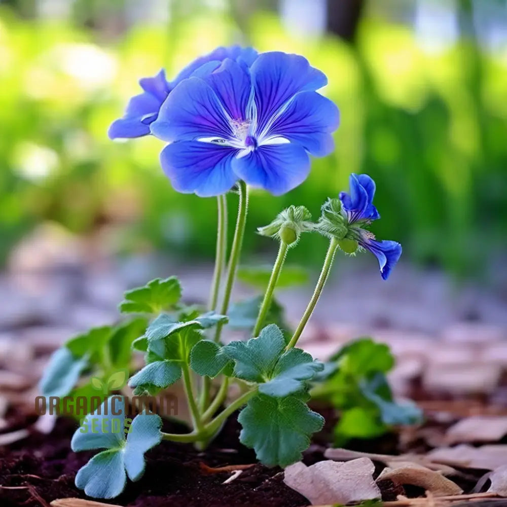 Premium Geranium flower seeds for planting