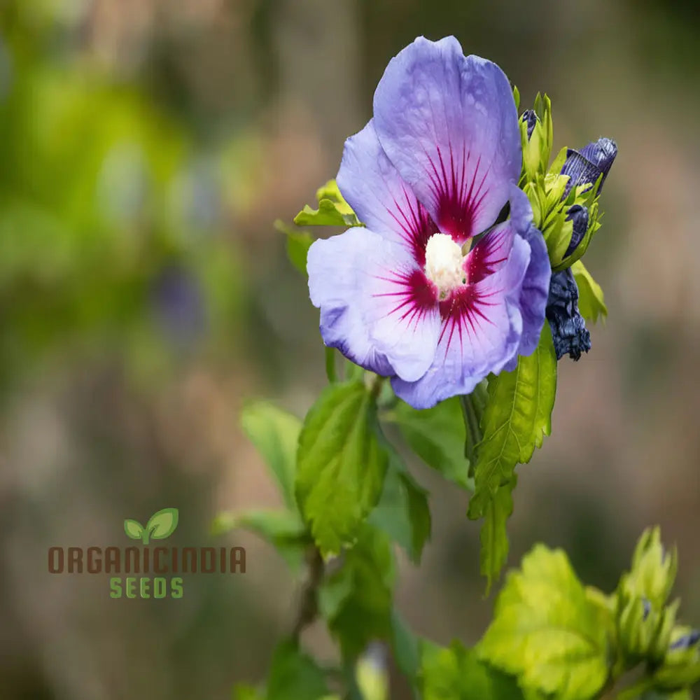 Premium Pink Purple Hibiscus Seeds for Outdoor Planting