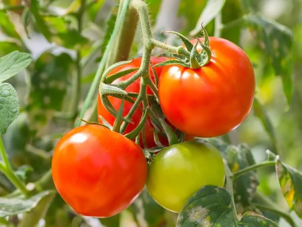 Freshly Harvested Premium Hybrid Tomatoes from Seeds