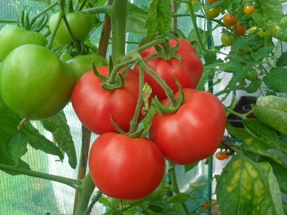 Premium Hybrid Tomato Plants from Seeds in Garden Beds
