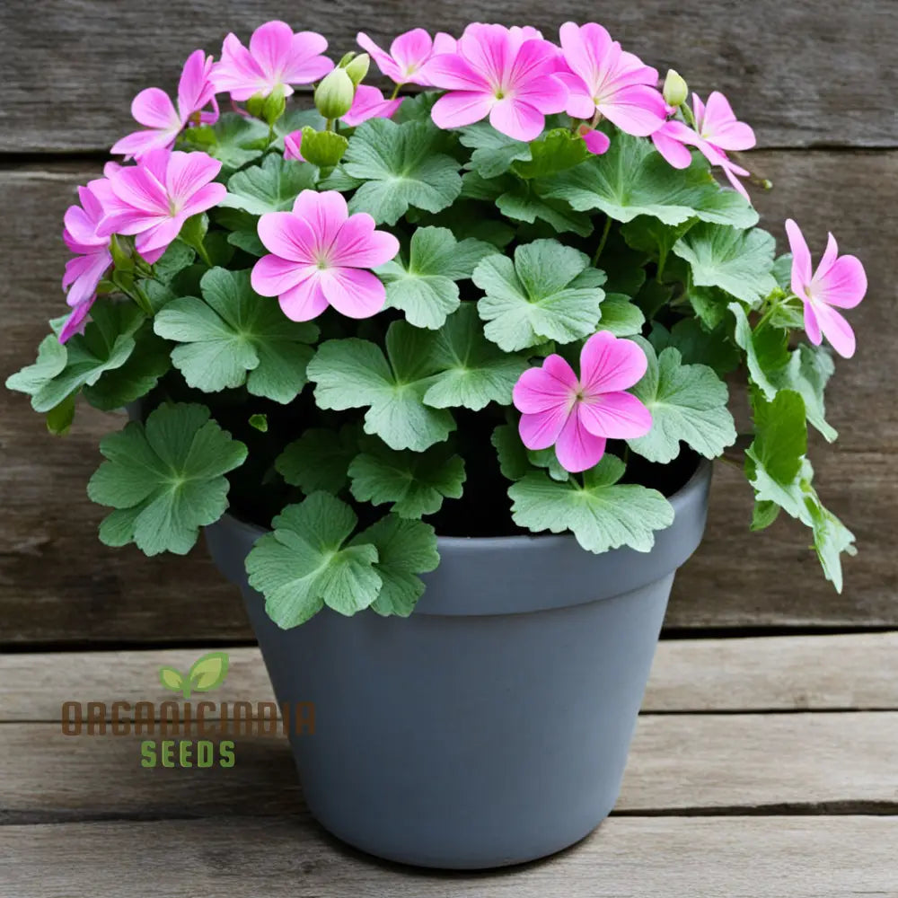 Premium Ivy Geranium Seeds for Easy Garden Planting