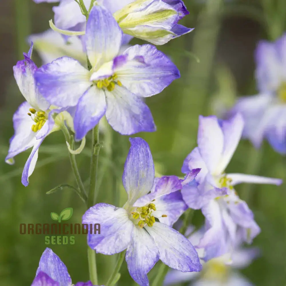 Premium Larkspur Purple Picotee Seeds for Elegant Planting