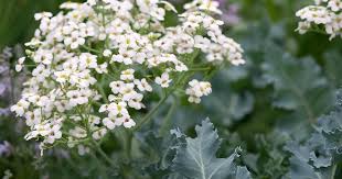 Premium Seakale Lilywhite Garden Seeds for Planting