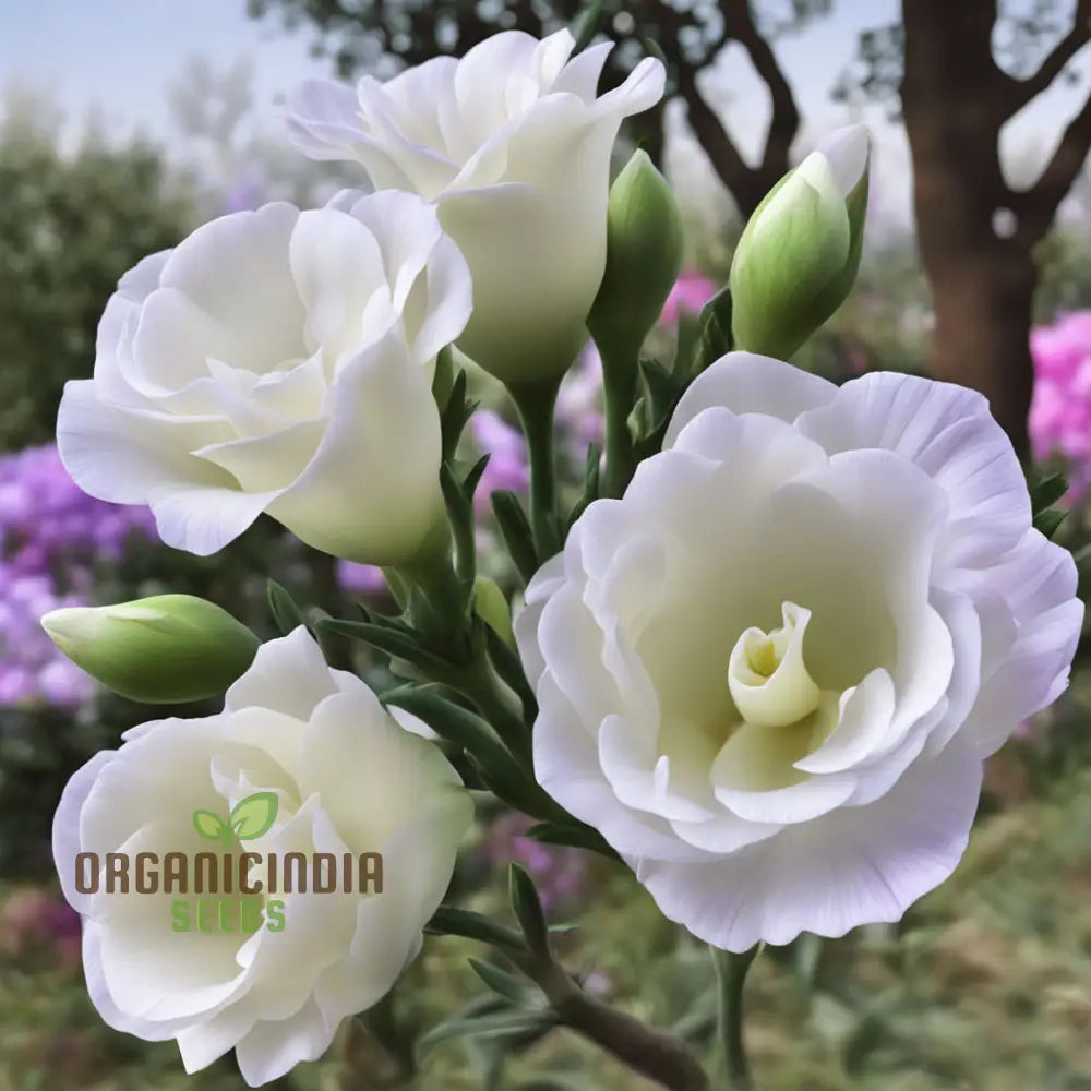 Premium Lisianthus Seeds for Home Garden Planting