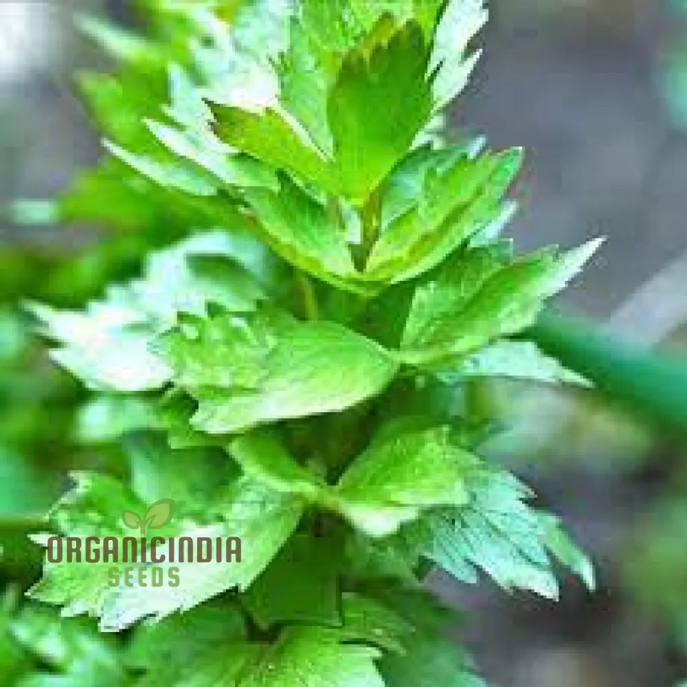 Premium Lovage Seeds for Planting and Cooking Herbs
