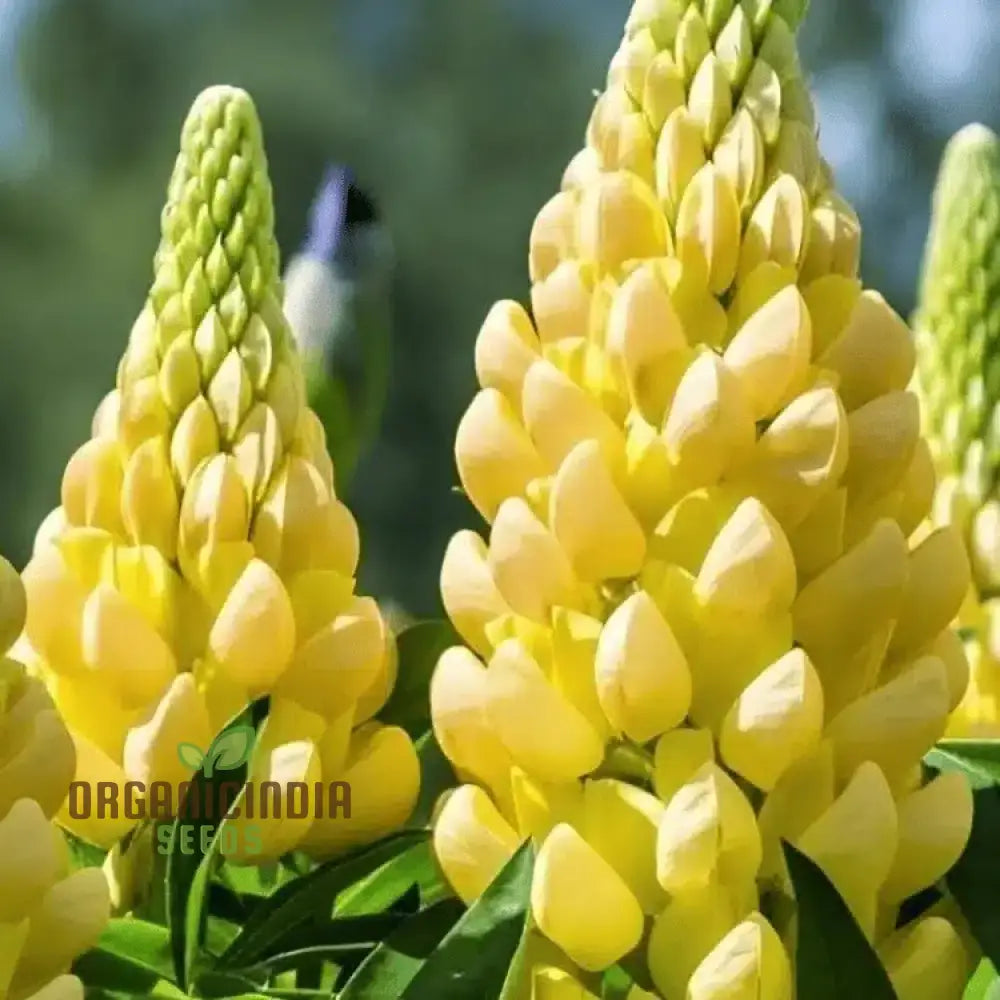Premium lupine flower seeds colorful tall flowering spikes