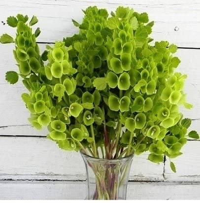 Premium Moluccella laevis Seeds for Garden Foliage