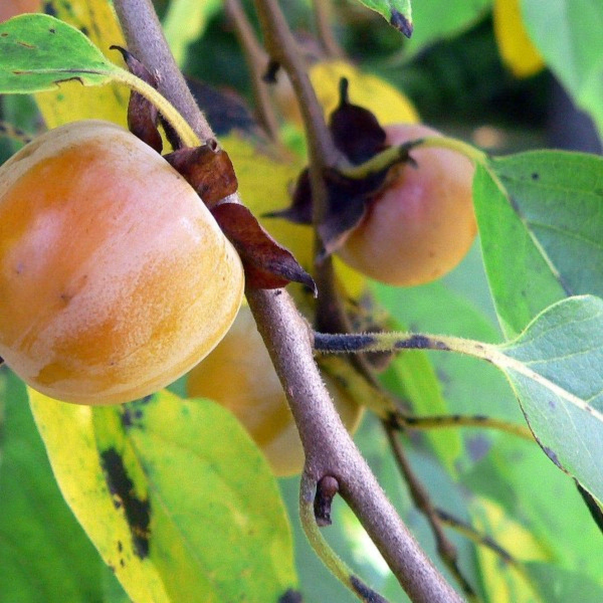 Premium persimmon plant seeds producing sweet orange fruits