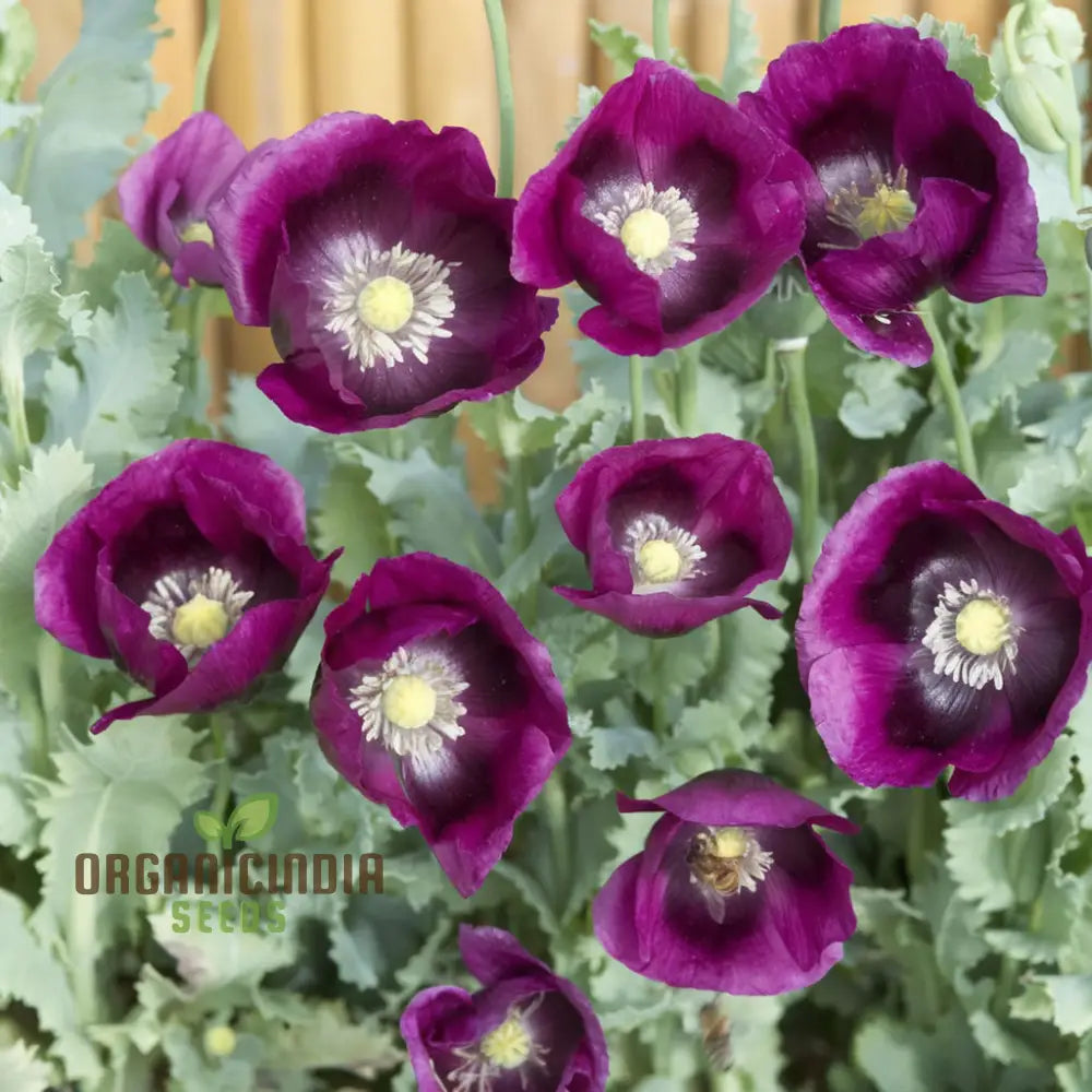 Premium Poppy Papaver Somniferum Lauren’s Grape Flower Seeds Vibrant Garden Blooms Seeds