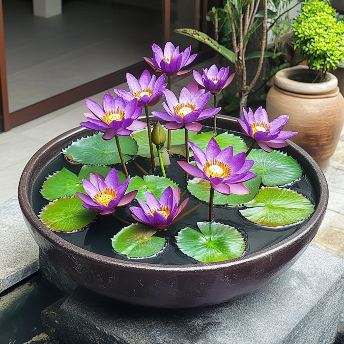 Premium purple lotus seeds for aquatic gardening