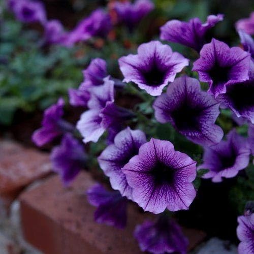 Premium Purple Petunia Bloom Seeds for Home Garden Planting